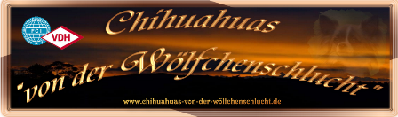 Banner Chihuahuas von der Wölfchenschlucht