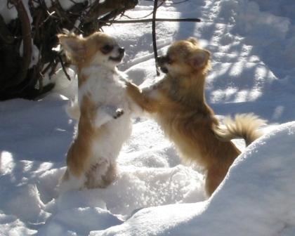 Chihuahua Tanz im Schnee