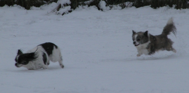 Quini und Bandy, Jagt durch den Schnee, Dez.09