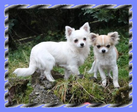 Xenjo und Uma von der Zollern-Alb, Rasse-Chihuahua